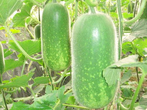 热门大瓜往期内容,往期热门事件深度回顾